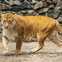 Image result for Graphic Tiger Attack