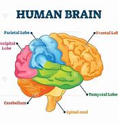 Image result for Brain Universe