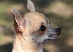 Image result for Apple Head Chihuahua