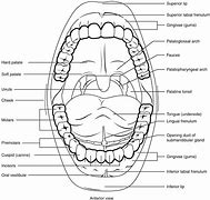 Image result for Anatomy of Human Mouth