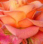 Image result for Pretty Rose iPhone Wallpaper