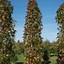 Image result for Liquidambar styraciflua Slender Silhouette