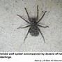 Image result for spiders identification by sizes