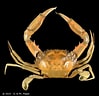 Image result for "charybdis Sagamiensis". Size: 99 x 96. Source: www.crustaceology.com