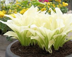 Image result for Hosta White Feather