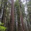 Image result for Redwood Forest California
