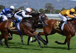 Image result for Bold Boy Race Horse