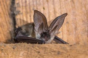 Image result for Townsend Big-Eared Bat