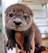 Image result for Adorable Otters