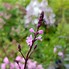 Image result for Verbena officinalis var. grandiflora Bampton