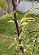 Image result for Apple Tree Yellow Leaves