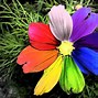 Image result for Pretty Rainbow Flower Wallpaper