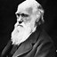 Image result for Plashaks Darwin
