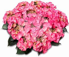Image result for Hydrangea macrophylla Tiffany Pink
