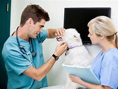 Image result for Veterinary Nurse Training Hospital