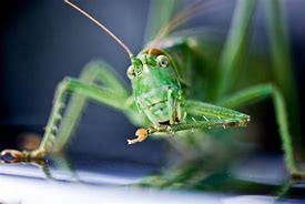 Image result for Cricket Insect