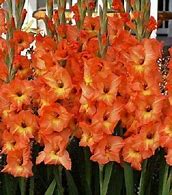 Image result for Gladiolus Olympic Flame