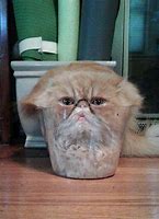 Image result for Liquid Cat Meme