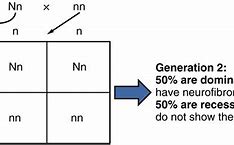 Image result for Homozygous Recessive Individual