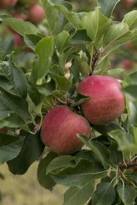 Image result for 15 Gallon Gala Apple Tree