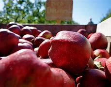 Image result for Growing Red Delicious Apple Tree