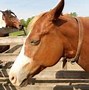 Image result for Galloping Horse Animation