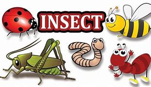 Image result for Bugs Kids