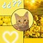 Image result for Cat Mood Board