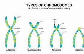 Image result for Chromosome Types