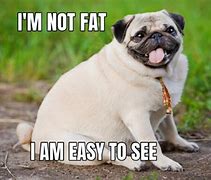 Image result for Fat Dog Meme