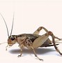 Image result for Crickets for New Year for Sale