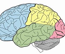 Image result for Brain with Lobes