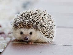 Image result for Pet Baby Hedgehog