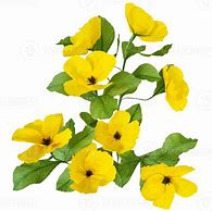 Image result for Yellow Flowers