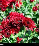 Image result for Maroon Chrysanthemum