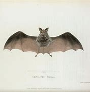 Image result for Medieval Bat Illustration