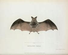 Image result for Antique Bat Illustration