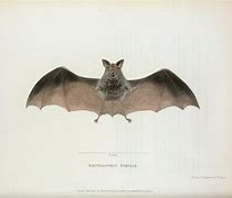 Image result for Vintage Bat Print