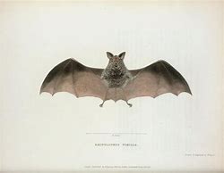 Image result for Vintage Bat Art