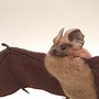Image result for Colima Mexico Bats