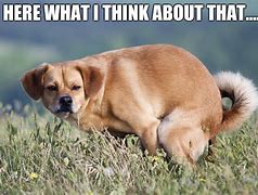 Image result for Dog Poop Everywhere Meme