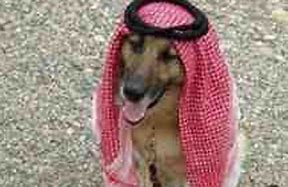 Image result for Sheikh Dog Meme