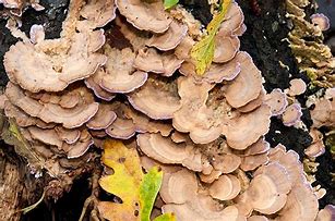 Image result for biforme