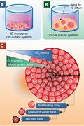Image result for Stem Cell Culture