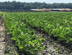 Image result for soybean plant photos