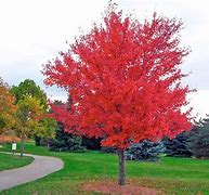 Image result for Autumn Blaze Maple Pros and Cons
