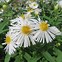 Image result for Aster novae-angliae Herbstschnee
