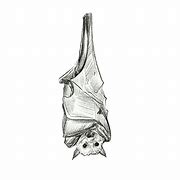 Image result for Upside Down Bat Silhouette