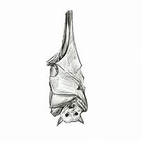 Image result for Upside Down Bat Clip Art No Background