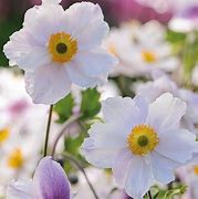 Image result for Anemone Dreaming Swan (r)